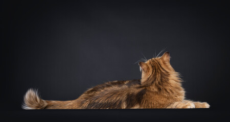 Gorgeous black amber Norwegian Forestcat cat, laying down side ways. Looking backwards away from camera showing back of head. Isolated on a black background.
