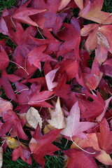 Closeup red autumn fall leaves. Bright red, abstract, background
