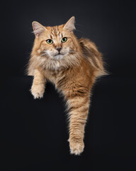 Gorgeous black amber Norwegian Forestcat cat, laying down facing front on edge. Looking beside camera with green eyes. Isolated on a black background.