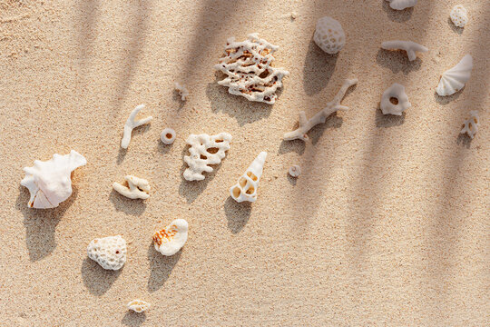 Seashells and coral on Beach Sand at sunlight, outdoor nature photo from variety of white shells and coral pieces scattered on light beige sandy sea shore with palm leaf shadow, minimal style