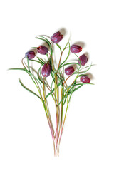 Fritillaria Meleagris spring flowers isolated on white background, top view fresh blooming purple tiger tulips wildflowers, design objects, floral flat lay, close up flowery pattern