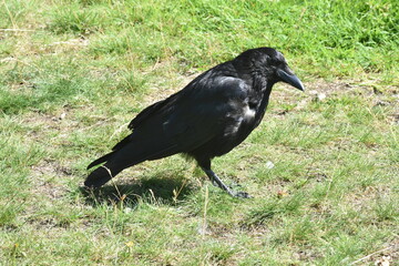 Black crow on grass in park, side view, telephoto lens