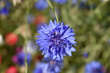 Blue wildflower in park with bokeh background