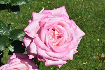 Close up of pink rose flower in sunshine