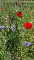 English spring wildflowers and plants