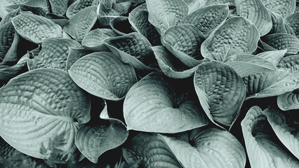 The silhouetted veins and water droplets on hosta leaves are accentuated in this monochromatic...