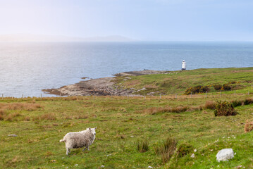 The serene Scottish coastline in Highland Council features a solitary sheep and a sentinel...