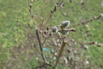Closeup of grey catkins of pussy willow in April