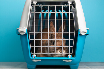 Rabbit in a transport box, pet locked in a cage, taking care of domestic animal, vacation or...