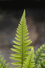 Korean rock fern leaves © nahhan