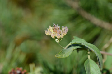 Bluebeard seedpods flower buds