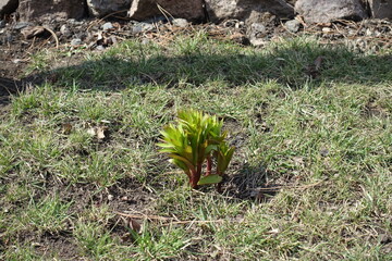 Dull grass and lush green sprouts of Fritillaria imperialis in April