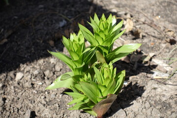 Group of sprouts of Fritillaria imperialis in March