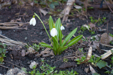 Closeup of three white flowers of snowdrops in March