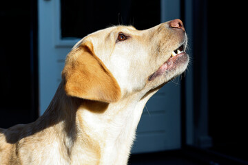 Beautiful blonde Labrador looks up. The spring sun shines on her head.