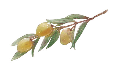 Watercolor olive tree branch with leaves and green olives. Hand painted food illustration isolated on white background. Design element for print, label, packaging