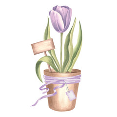 Purple tulip in flower pot with sign and ribbon. Spring garden flower. Isolated hand drawn watercolor botanical illustration. Floral drawing template for card, Mothers day, 8 March, Easter, embroidery