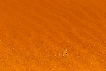 Close-up of a shovel-snouted lizard -Meroles anchietae- in the red sand of the Sossusvlei dunes in Namibia.