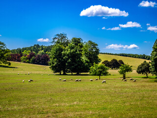 Englands Green and Pleasant Land - Sheep grazing on the downs near West Dean, Sussex, England.