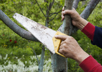 Man's hands sawing a tree