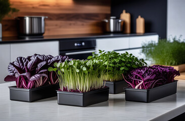 fresh Provencal herbs in rectangular boxes in a modern kitchen. blurred background