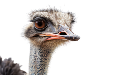 big ostrich wild animal