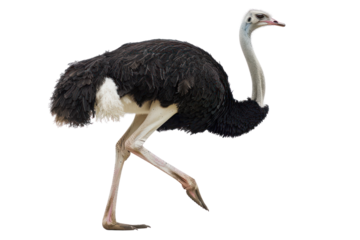 big ostrich wild animal