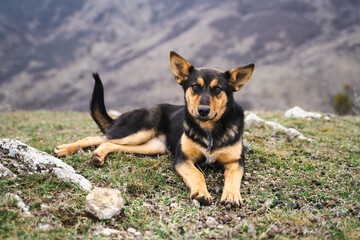 Cute domestic dog is lying down on the grass and looking straight into the camera, beautiful pet outside in the mountains, ears to the side
