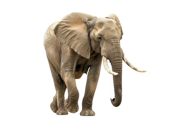 Naklejka premium big african elephant wildlife