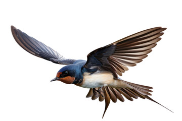 Obraz premium Swallows are birds with long wings and long tails. They are found all over the world. There are many species, such as the house swallow. field swallow