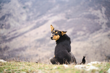 Funny dog in the mountains. Portrait of an adorable obedient black and brown dog while walking on a hill. The dog climbed to the height on its own. Side view. Dog turned around