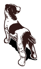 Alert Springer spaniel dog image. Minimal style springer spaniel dog with shadow and white background.