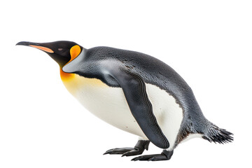 Fototapeta premium Penguin walks on snow. Big body.