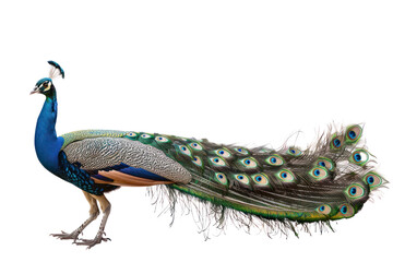 Beautiful long-tailed peacock, beautiful colors © Jeerawut