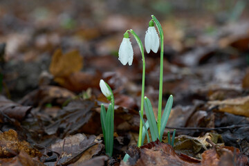 Galanthus nivalis flowers in the leaves. Known as common snowdrop. Wild white flowers in the forest.