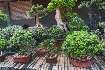 Traditional japanese bonsai miniature trees in a ceramic pot row market