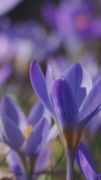 Springtime close-up view of violet crocuses. Soft selective focus of flowering crocus flowers. Vertical video