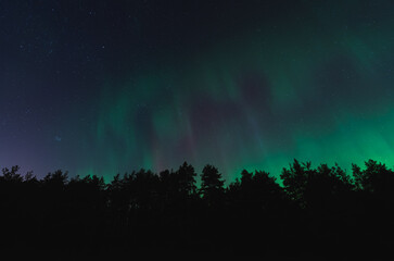 Night scene, silhouettes of trees against the background of the starry sky and northern lights.