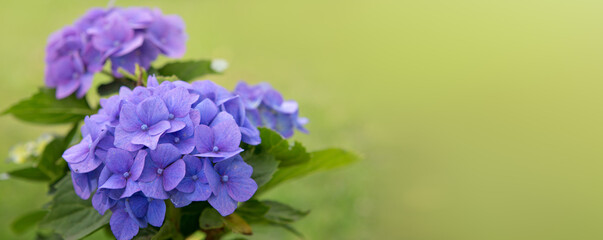 Beautiful blue hydrangea flowers isolated on green. - 756332441