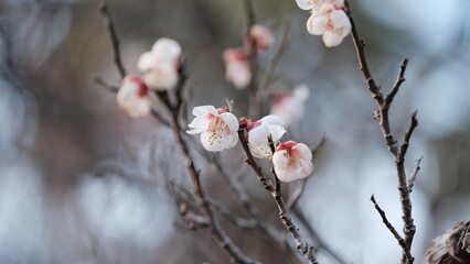 梅の花が咲き始めた