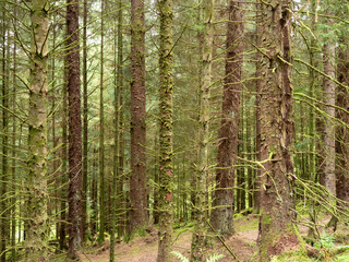 Naklejka premium Dense tree trunks in the Argyll Forest Park, Scotland