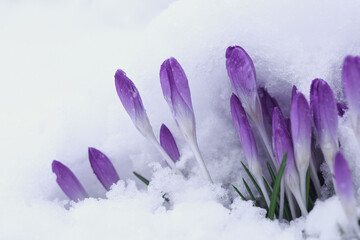 Blooming purple crocus flower covered snow. Spring background.