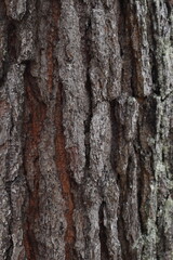 Patrones de la Naturaleza