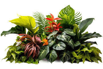 Exotic Greenery Array Isolated on Transparent Background png format