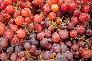 collection of ripe large pink grapes in a container. Winemaking
