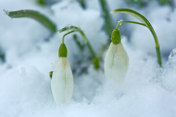 Blooming Snowdrops covered snow. Spring background. - 756334851