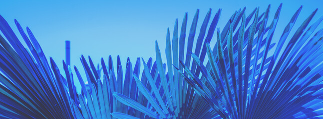 Palm leaves against the blue sky. Silhouette of tall palm leaves