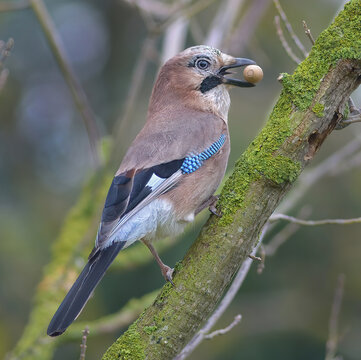 Eichelh&auml;her Garrulus glandarius