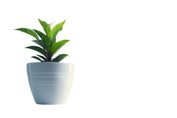 small plants in white pots