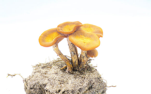 The Ringless Honey Mushroom - Desarmillaria caespitosa - is a beautiful edible if fully cooked fungus. On clump of dirt or earth isolated on white background view 2 of 5
